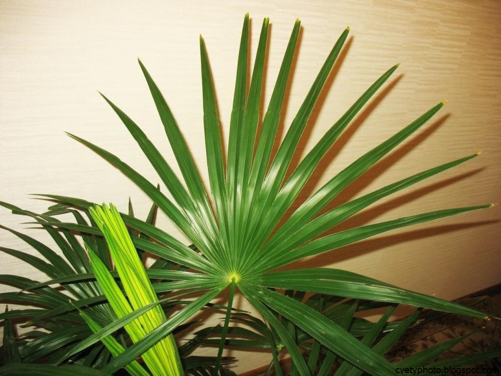 Пальма растения комнатные фото и названия