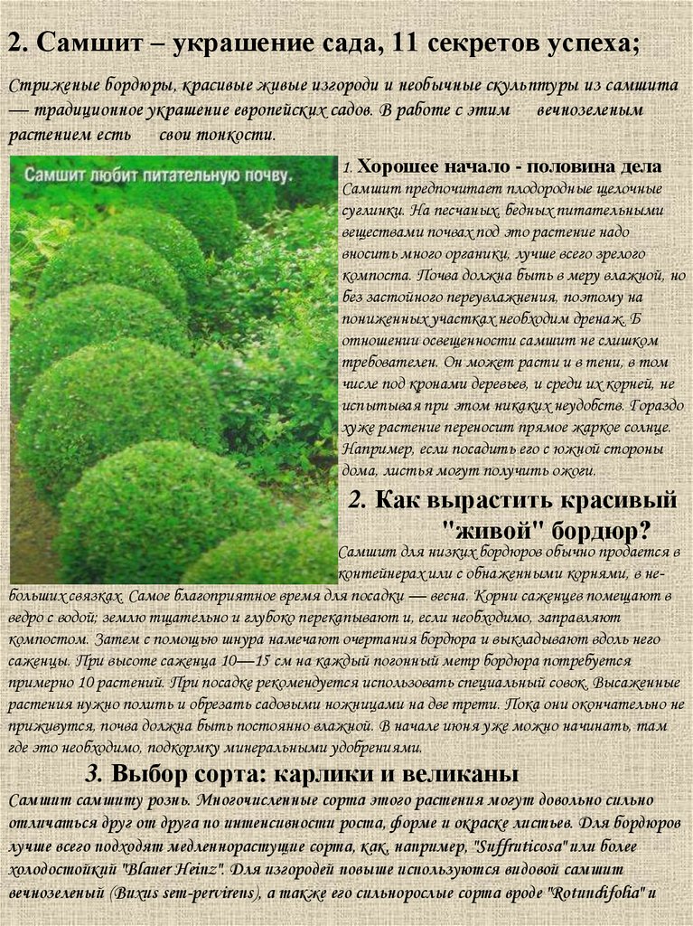 Самшит вечнозеленый фото и описание кустарника