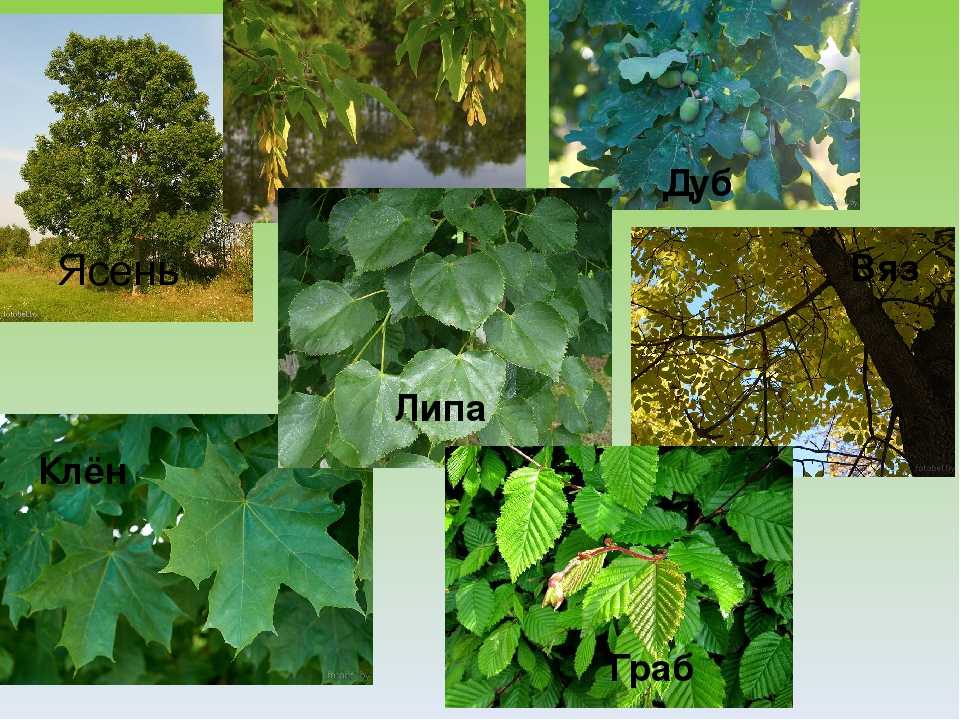 Виды деревьев в россии фото и названия по листьям