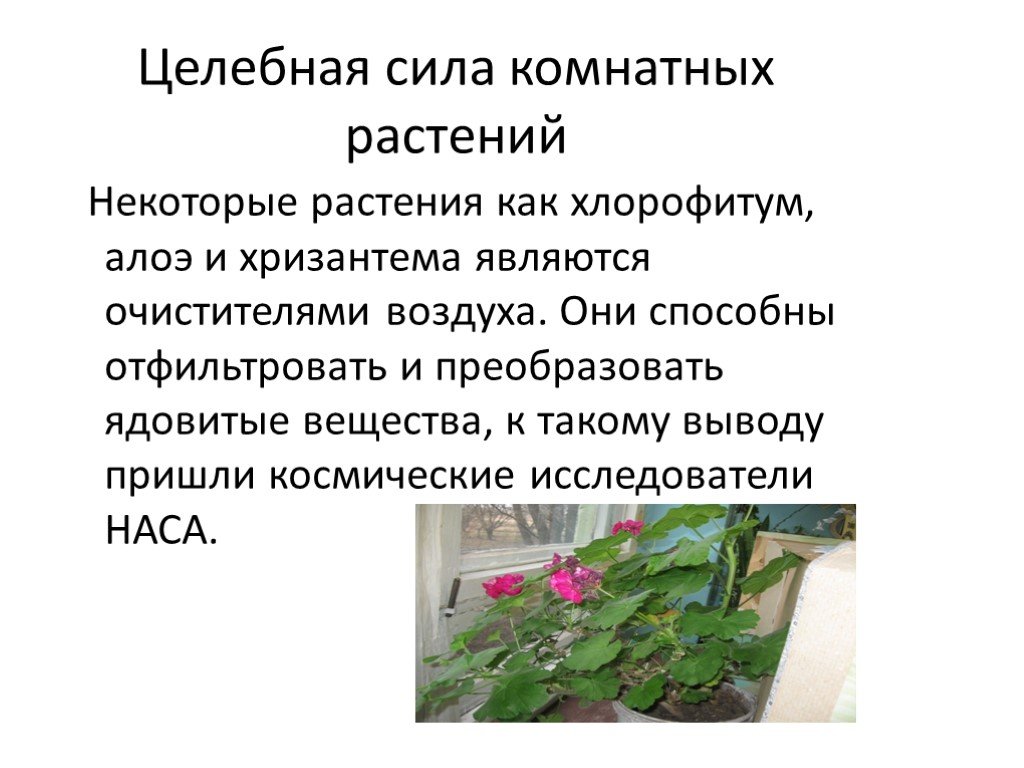 Конспекты уроков комнатными растениями. Комнатные растения слайд. Вывод про комнатные растения. Комнатные растения презентация. Проект комнатные цветы.