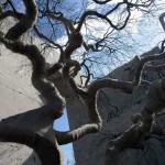 Mill Valley Residence by McGlashan Architecture 1