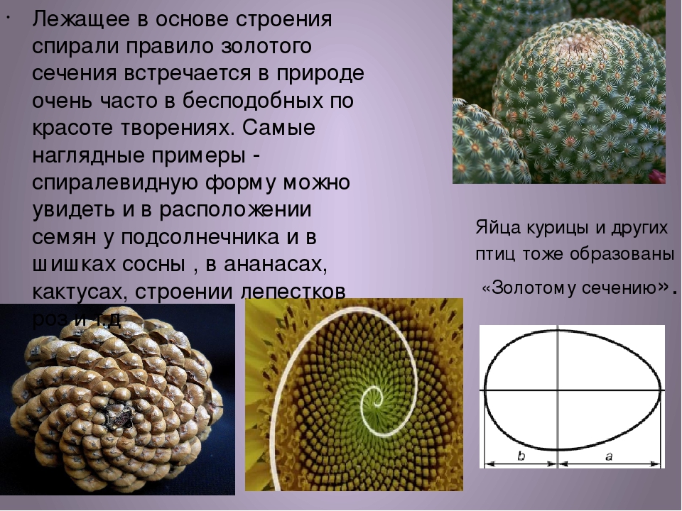 Основа строения. Золотое сечение. Золотое сечение примеры. Примеры золотгг чеяени. Золотое сечение в математике примеры.