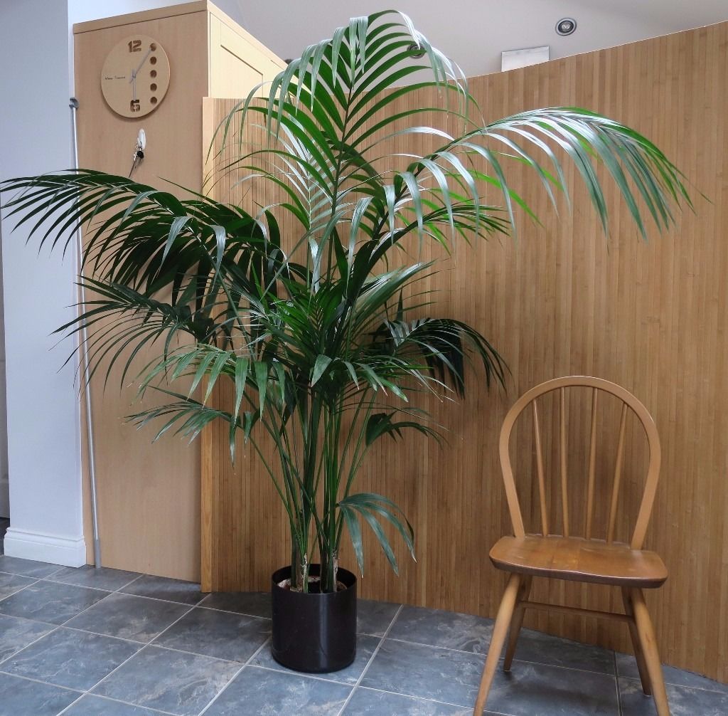 Пальмы комнатные фото и название пальмы