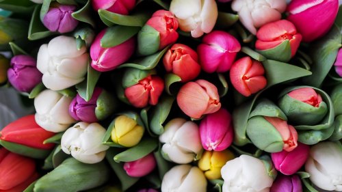 Tulips Bouquet Wallpaper