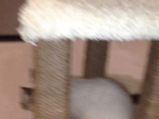 😻 Как сделать своими руками домик для кошки за 15 минут: лучшие мастер-классы с инструкциями