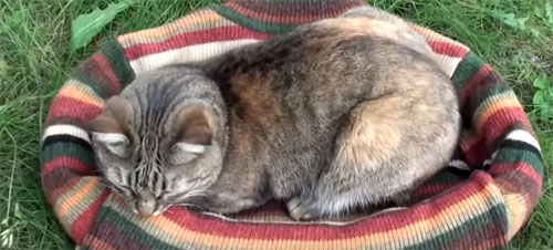 😻 Как сделать своими руками домик для кошки за 15 минут: лучшие мастер-классы с инструкциями