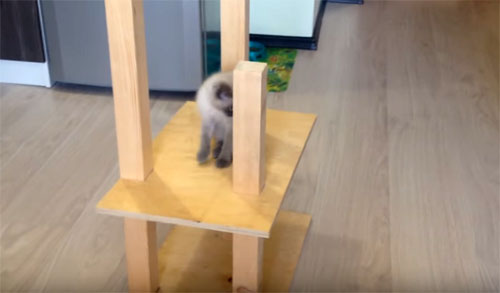 😻 Как сделать своими руками домик для кошки за 15 минут: лучшие мастер-классы с инструкциями