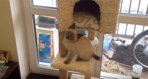 😻 Как сделать своими руками домик для кошки за 15 минут: лучшие мастер-классы с инструкциями