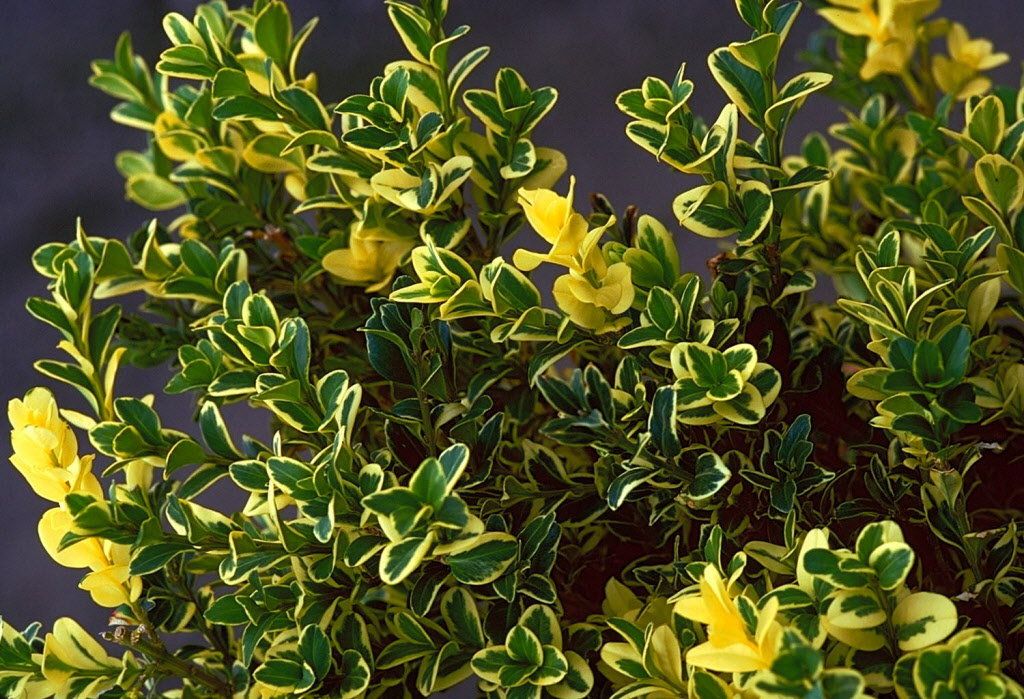 Вечнозеленые кустарники фото. Самшит Вариегата. Самшит пестрый. Самшит elegans. Самшит пестролистный.