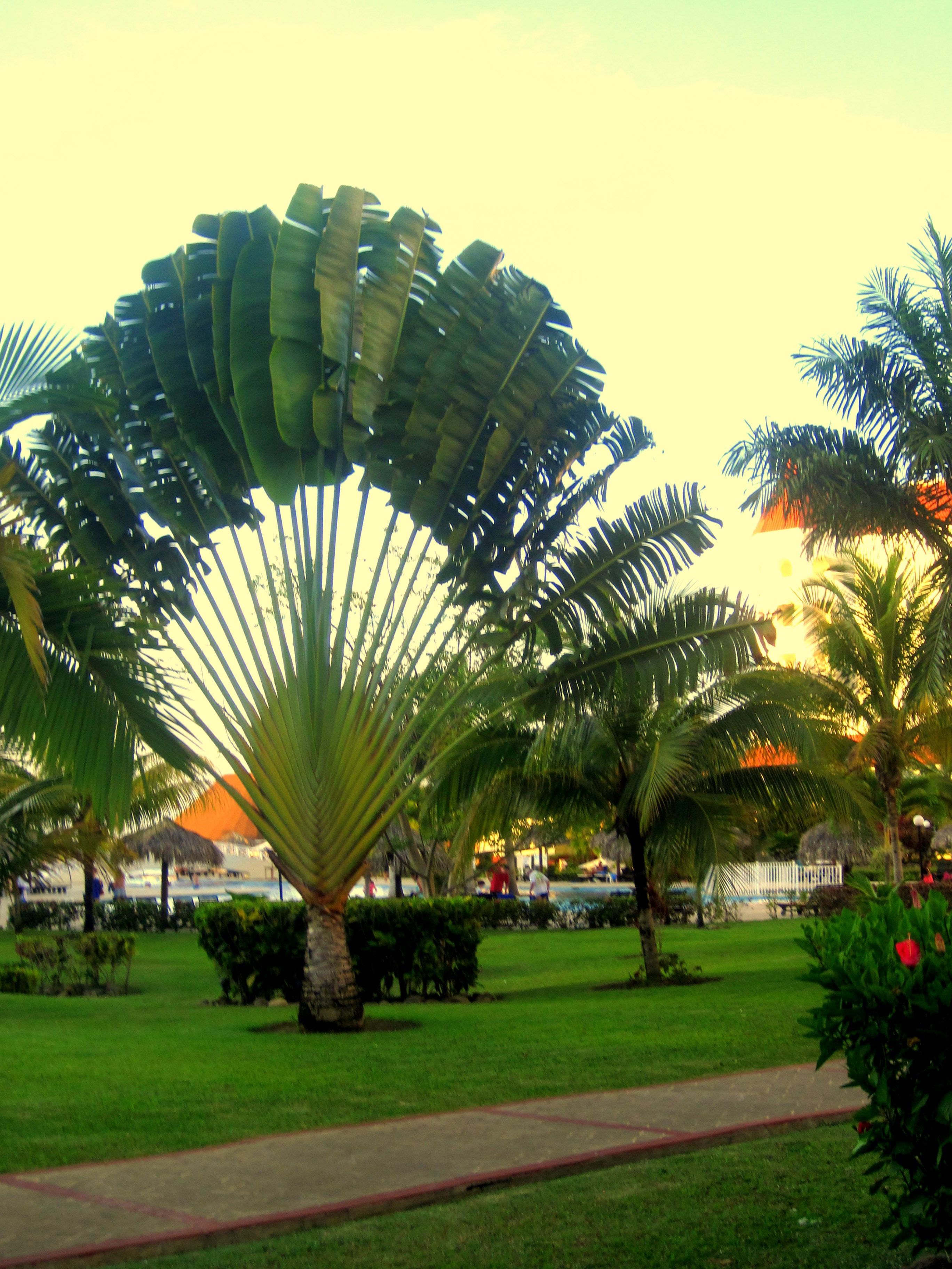 Виды пальм уличных с фото и названием