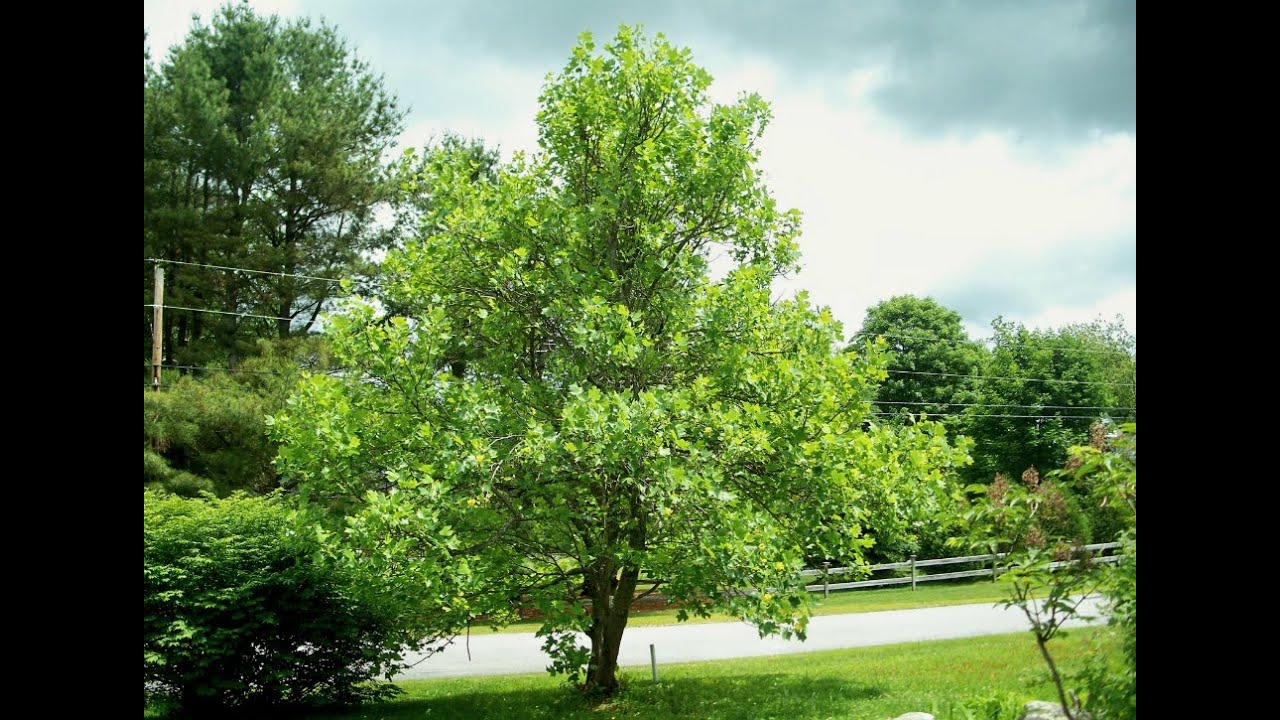 Best trees. Низкое дерево. Лиственные деревья на газоне. Невысокие деревья. Лиственные деревья с зеленой кровлей.