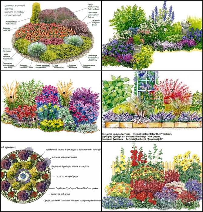 Схемы клумб из многолетников с описанием цветов