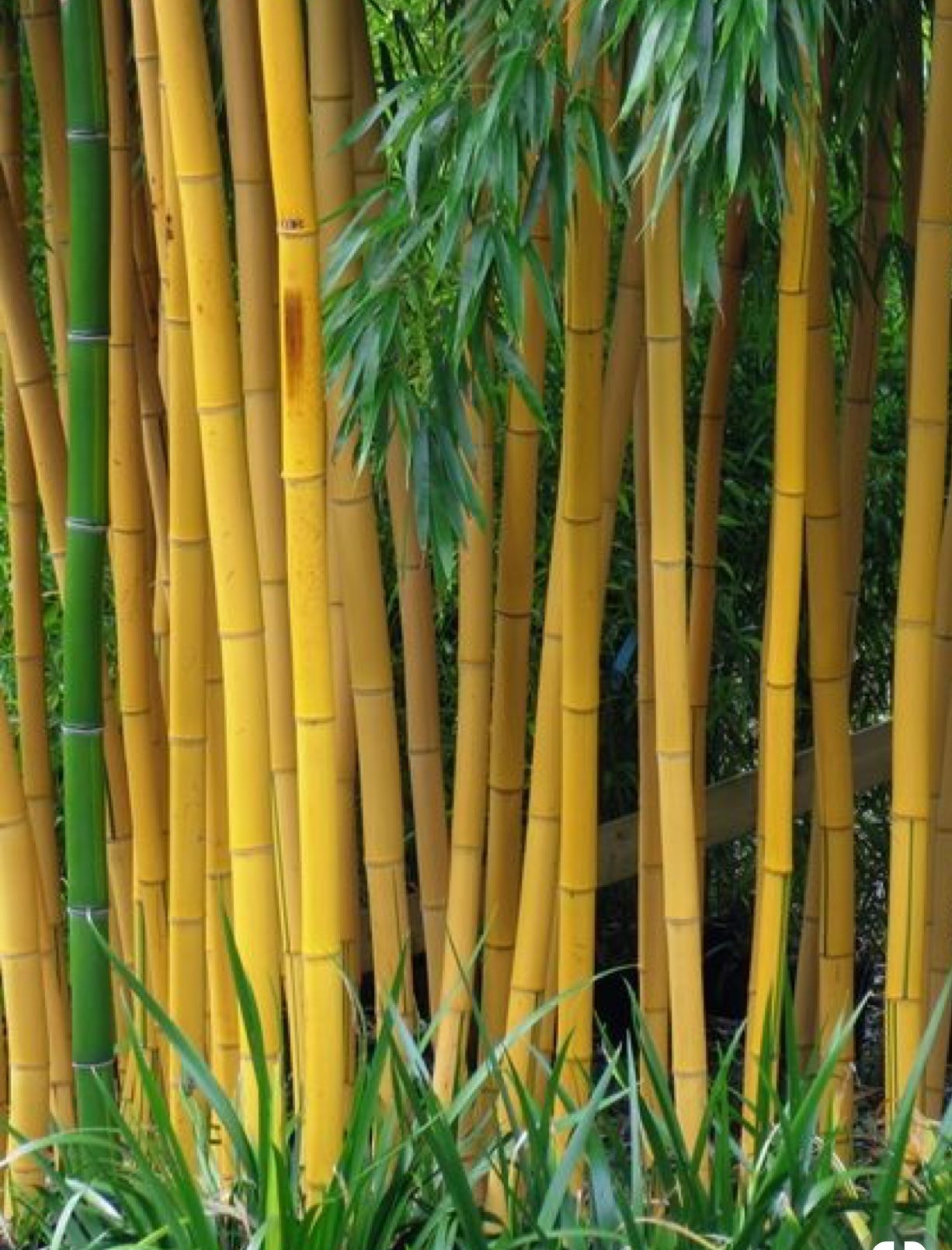 Биг бамбук big bamboo vip. Бамбук листоколосник. Семена бамбука Phyllostachys pubescens. Бамбук Phyllostachys Vivax «Aureocaulis» золотой. Phyllostachys Moso.