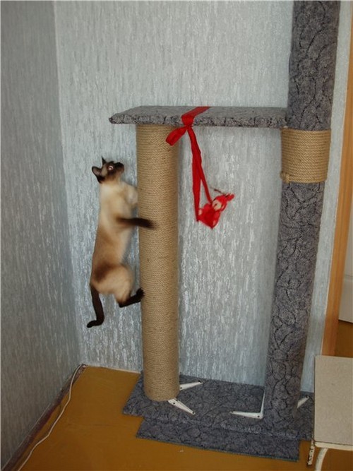 фото дом для кота своими руками и лазелки 