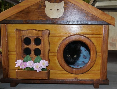 дом кота