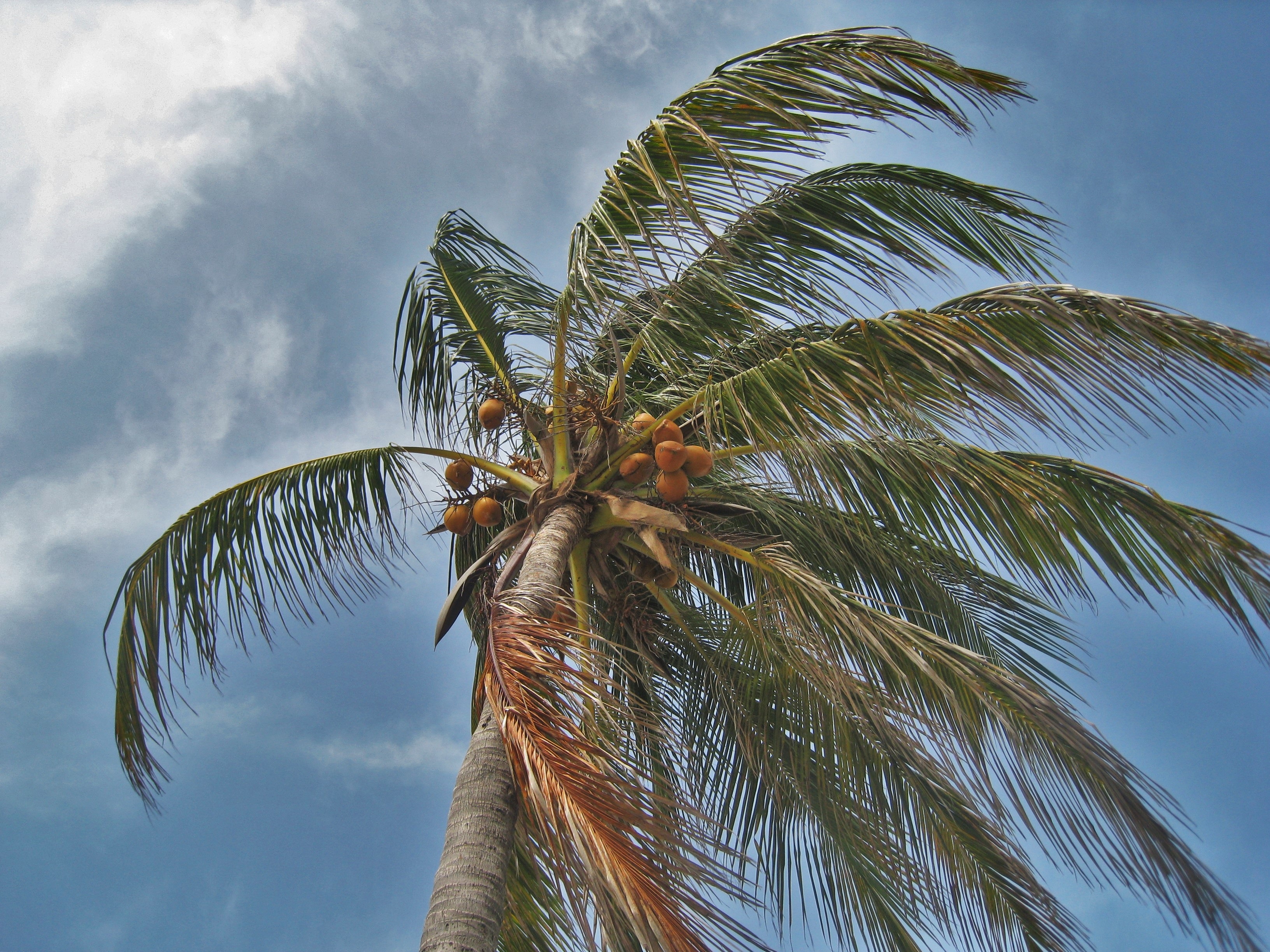 Страна где пальмы. Бородатая Пальма. Пальма дерево. Пальма под ветром. Пальмы на ветру.