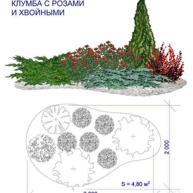 Древесно кустарниковые композиции схемы