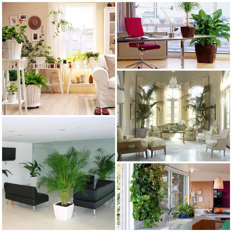 Комнатные растения размещение. Комнатные цветы в интерьере. Комнатные цветы в Интер. Растения в интерьере квартиры. Растения в интерьере гостиной.