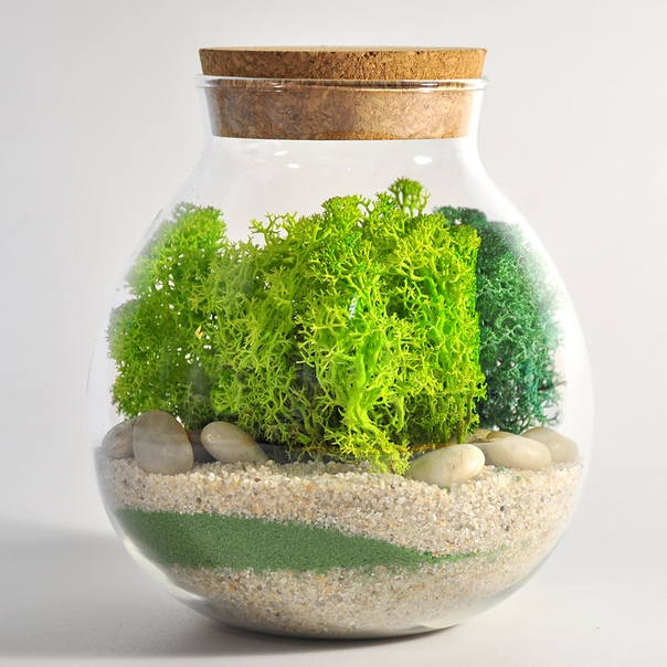 Terrarium Moss террариумный мох