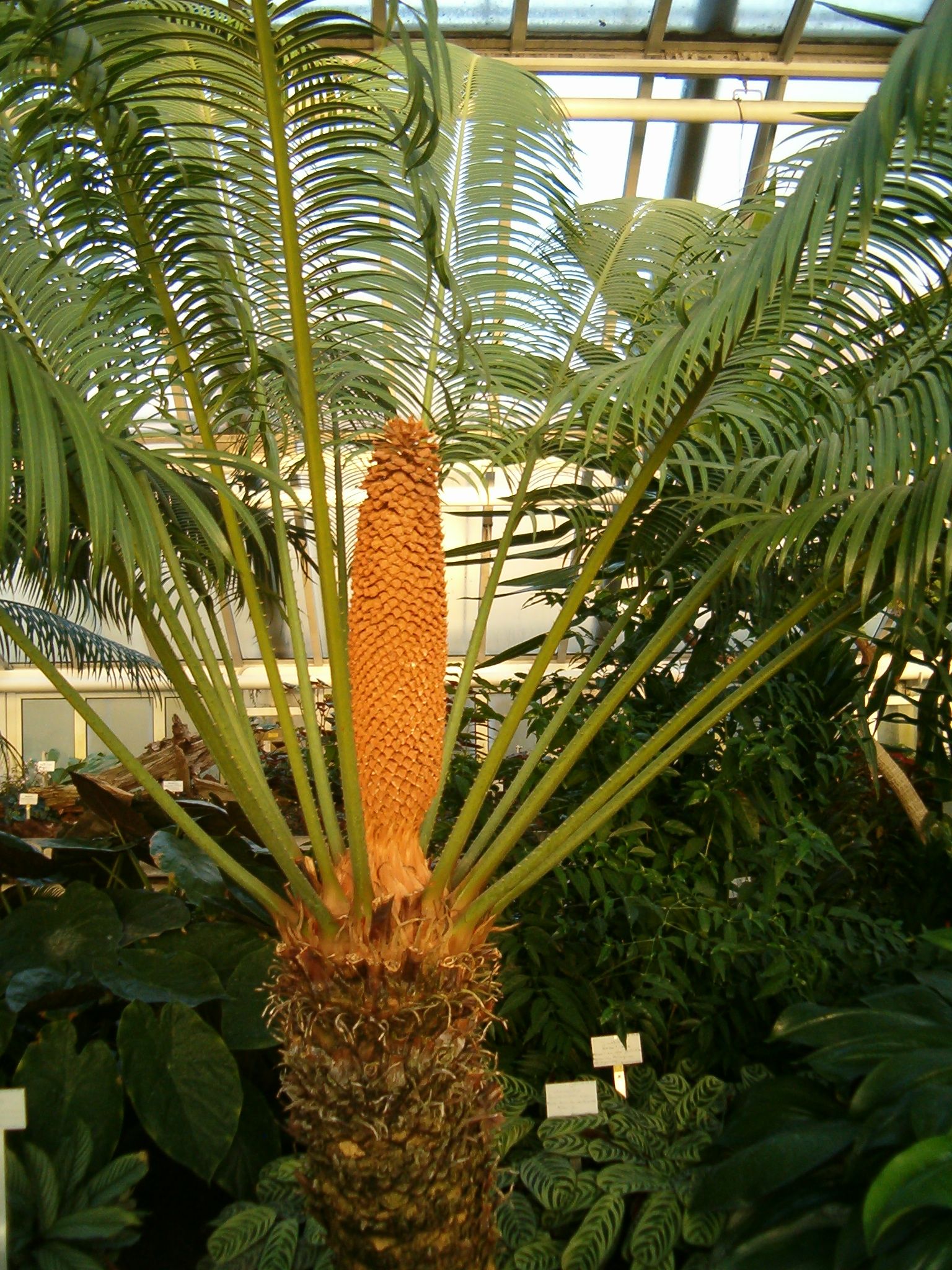 Цветы в виде пальмы фото и название