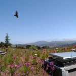 Mill Valley Residence by McGlashan Architecture 1
