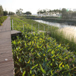 Shanghai Houtan Park 5