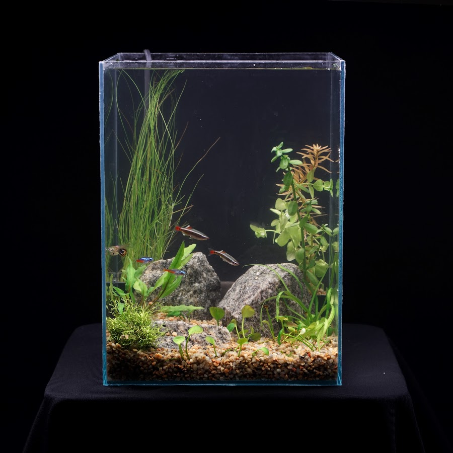 Красивые аквариумы 20 литров
