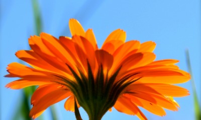 цветок лепестки оранжевый