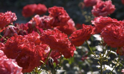 цветы роза кустовая красная