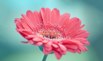 цветок лепестки красный розовый крупный план