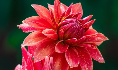 цветок макро красный капли лепестки