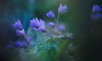 цветы полевые фиолетовый зелень размытость