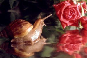 Улитка и Розы
